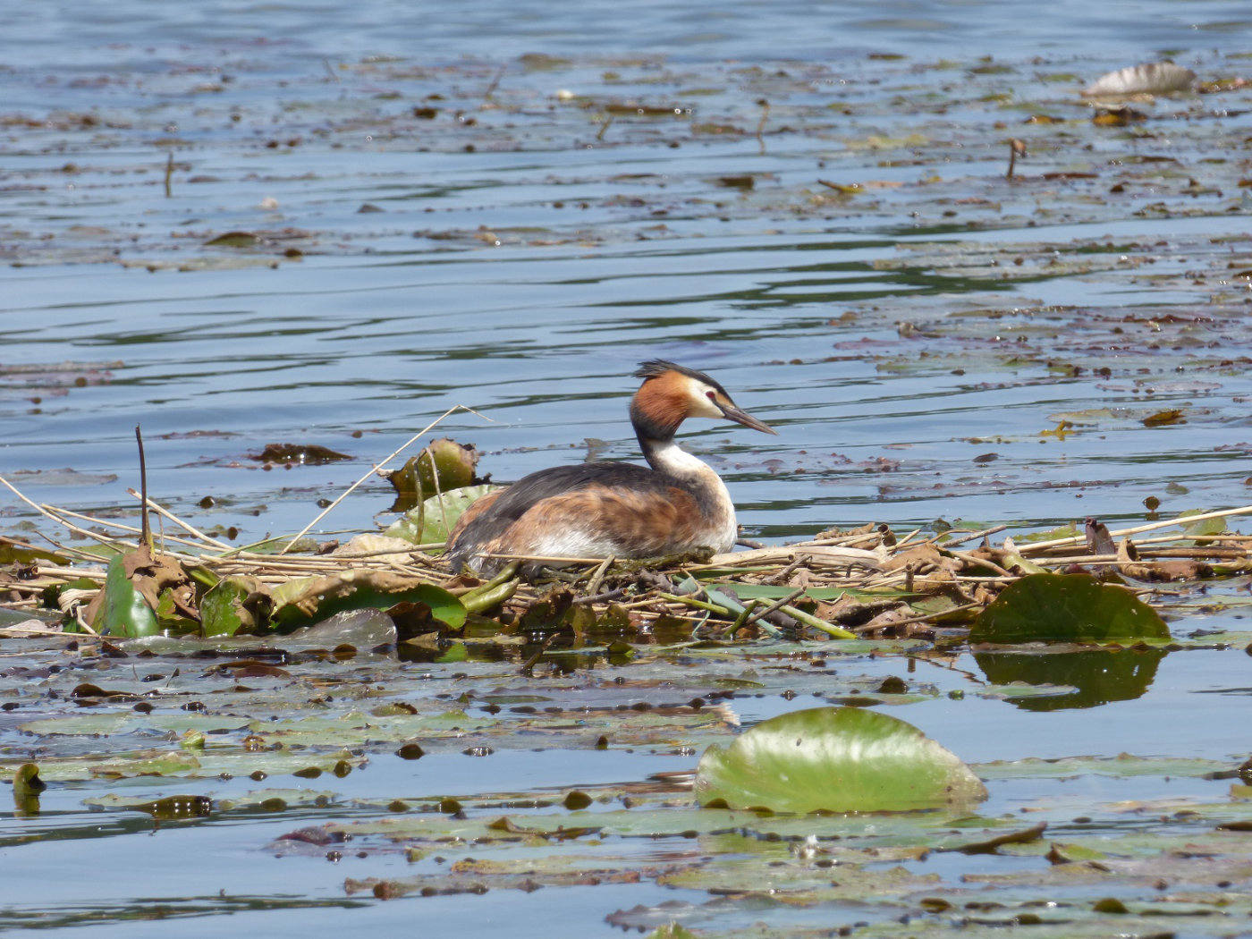 Female Nesting Grebe - Norfolk Broads