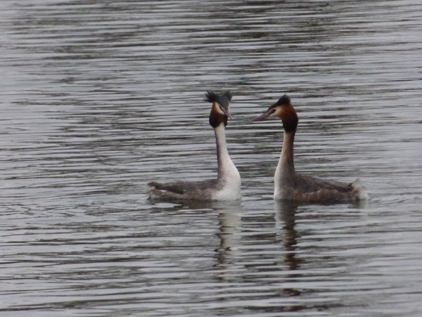 great crested grebe pair 