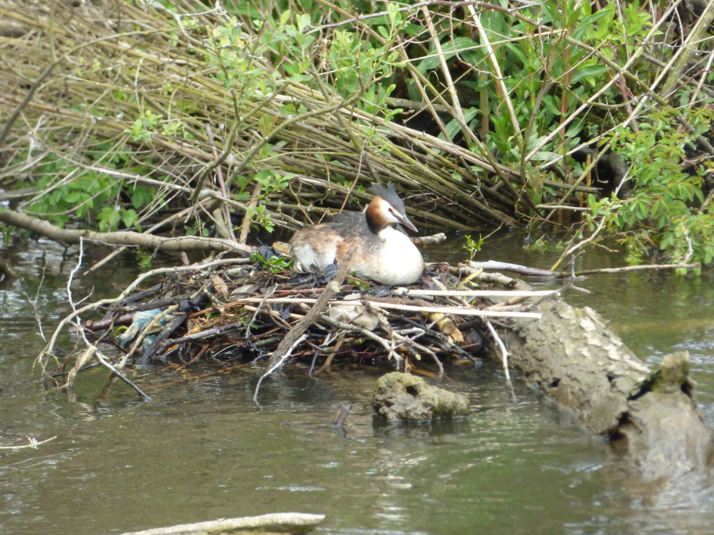 Norfolk Broads Nesting Grebes