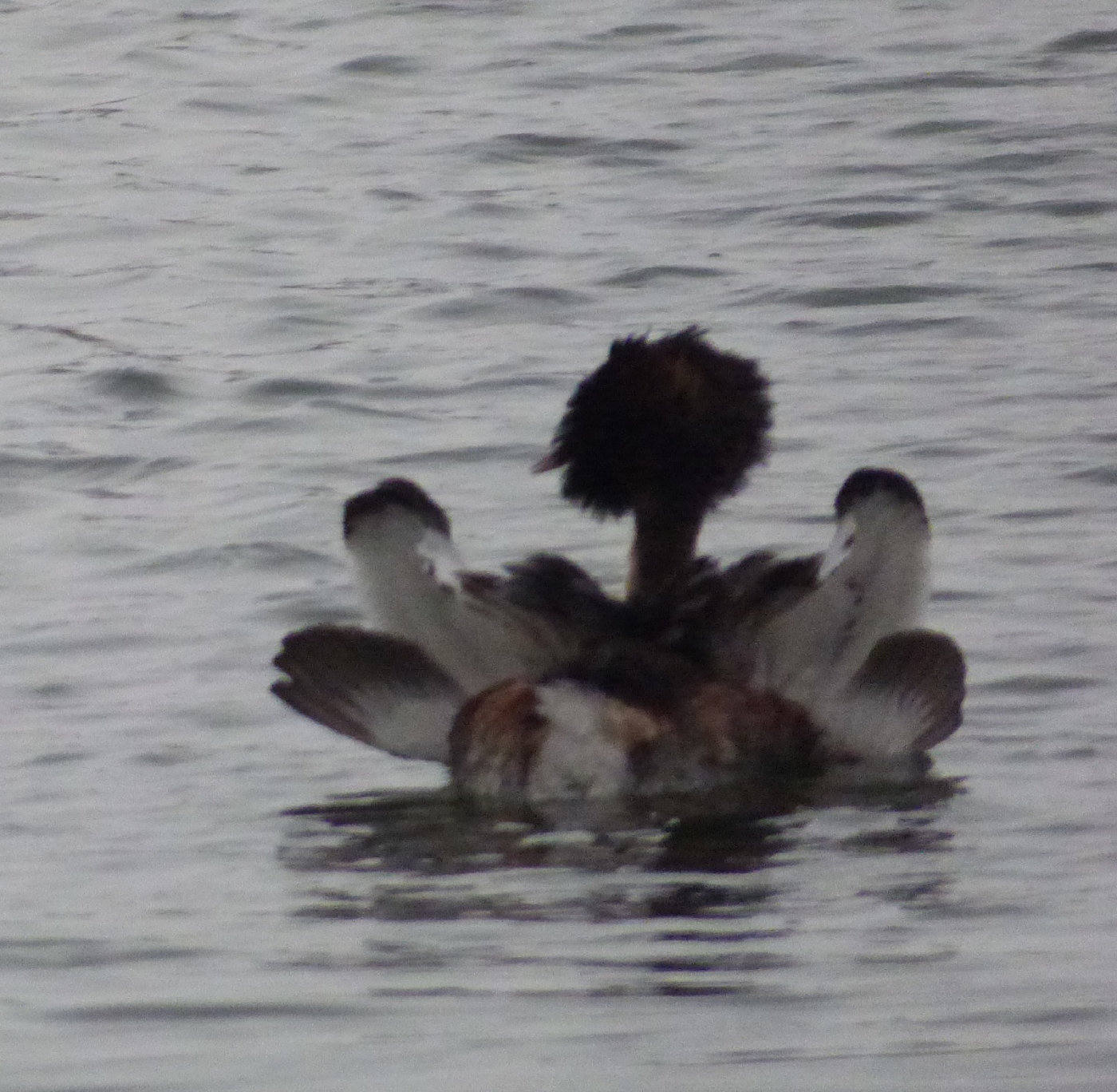 great crested grebe with grebelets on back