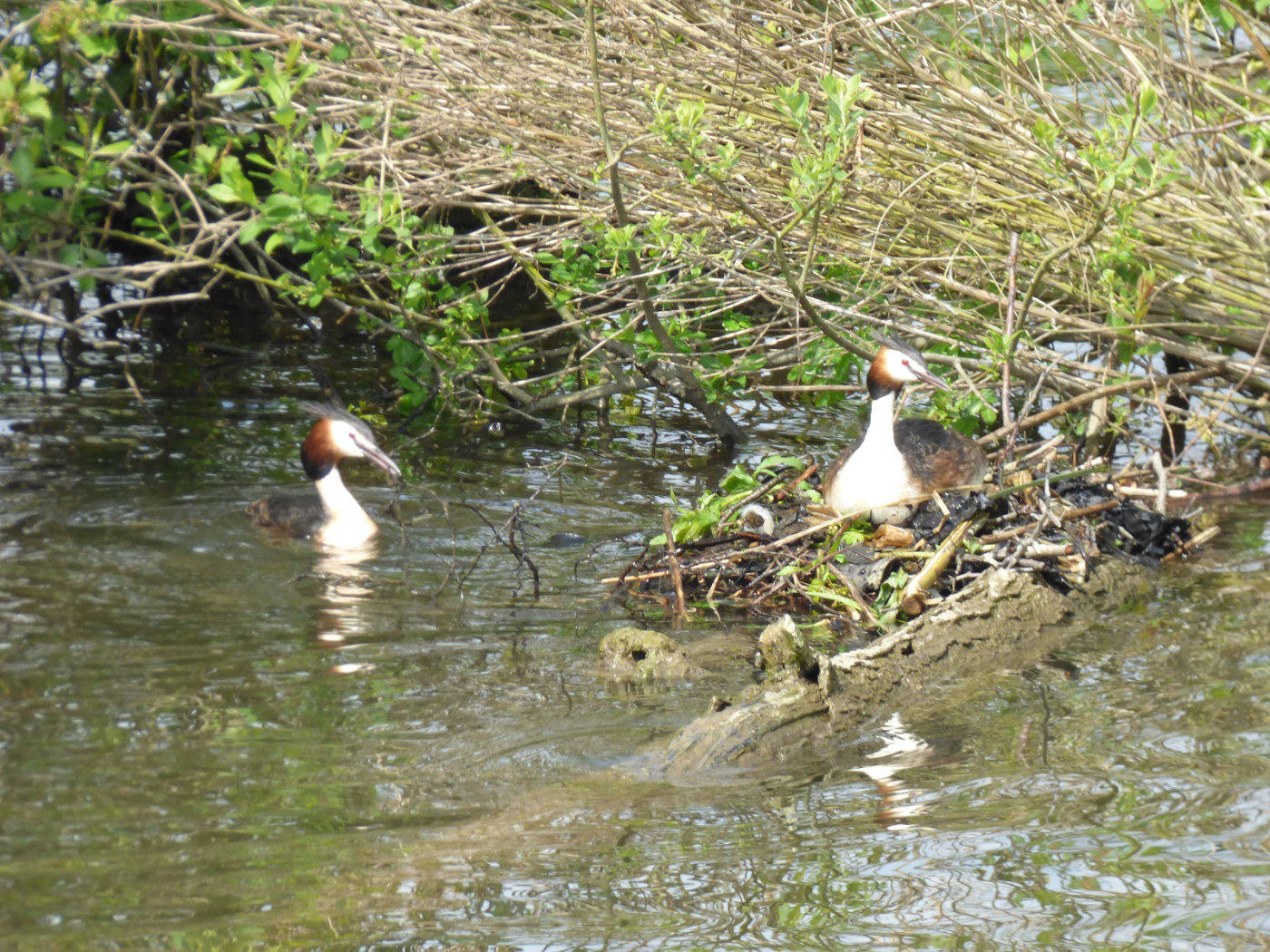 Grebes nesting ont he Norfolk Broads