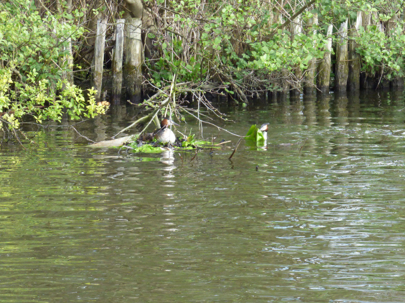 great crested grebe pair norfolk broads