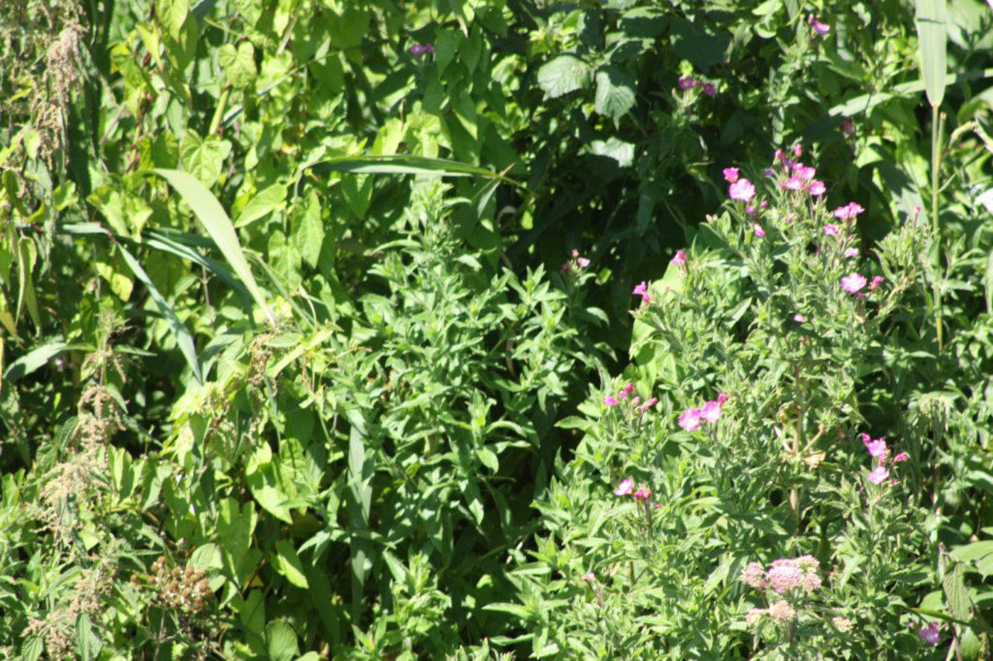 Greater willow herb