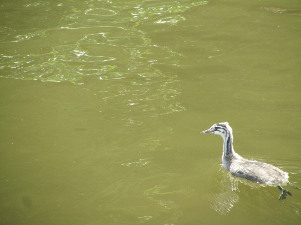 Grebe baby first to be born on salhouse