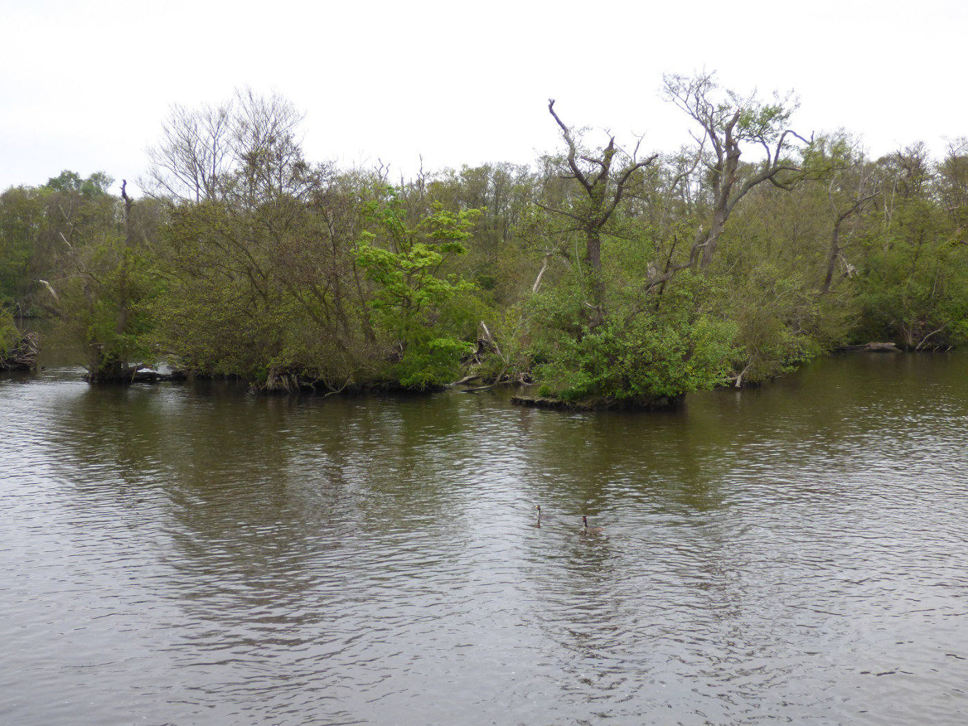 Grebes on the Norfolk Broads