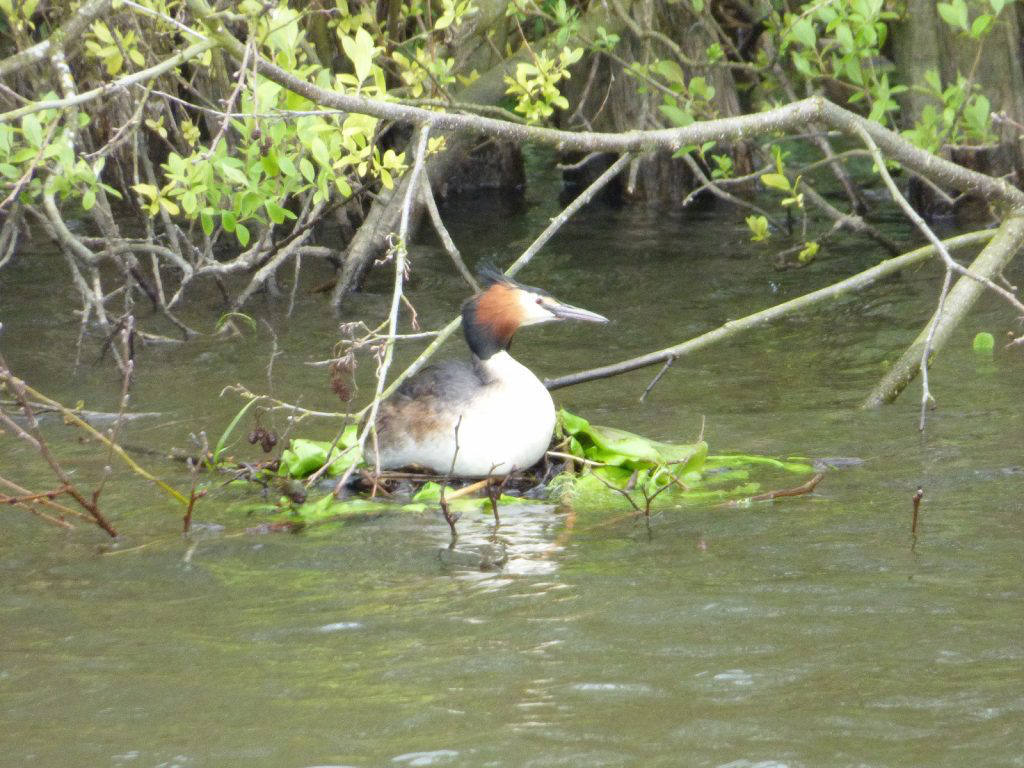 Great Crested Grebe on the Norfolk Broads