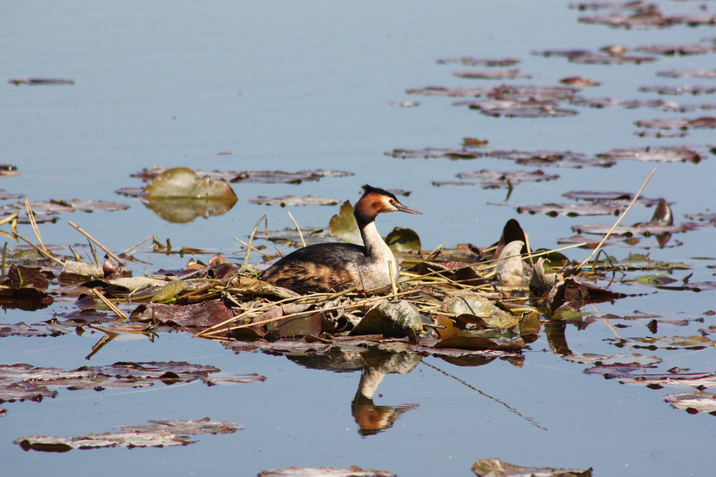 Nesting Great Crested Grebe