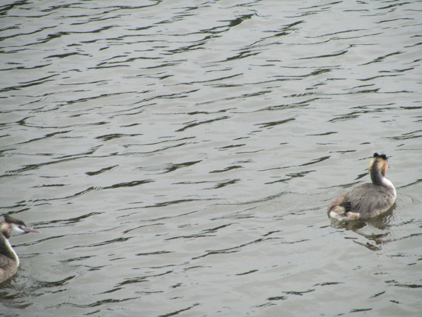 Grebe pair