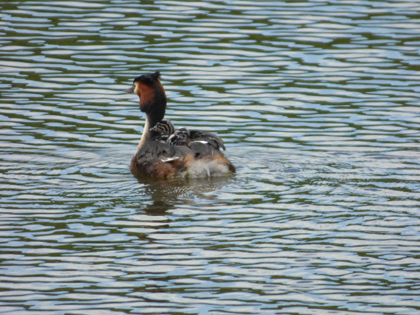 Grebe chicks on the Broads