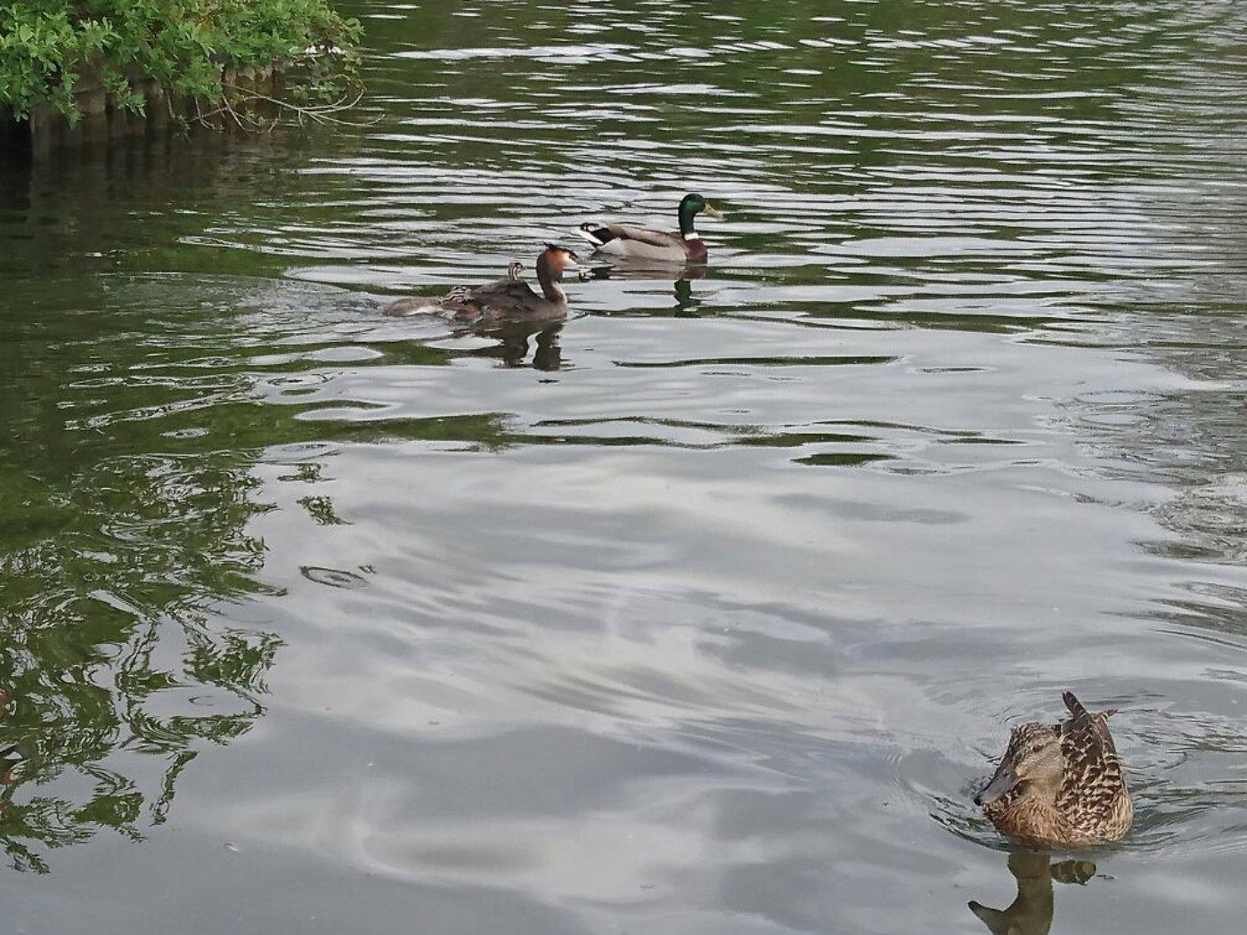 Grebes on Salhouse Broad