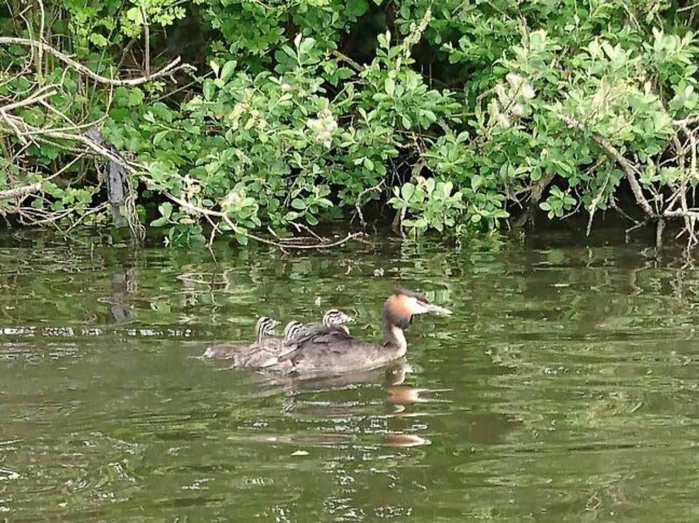 Grebe and young on the Broads