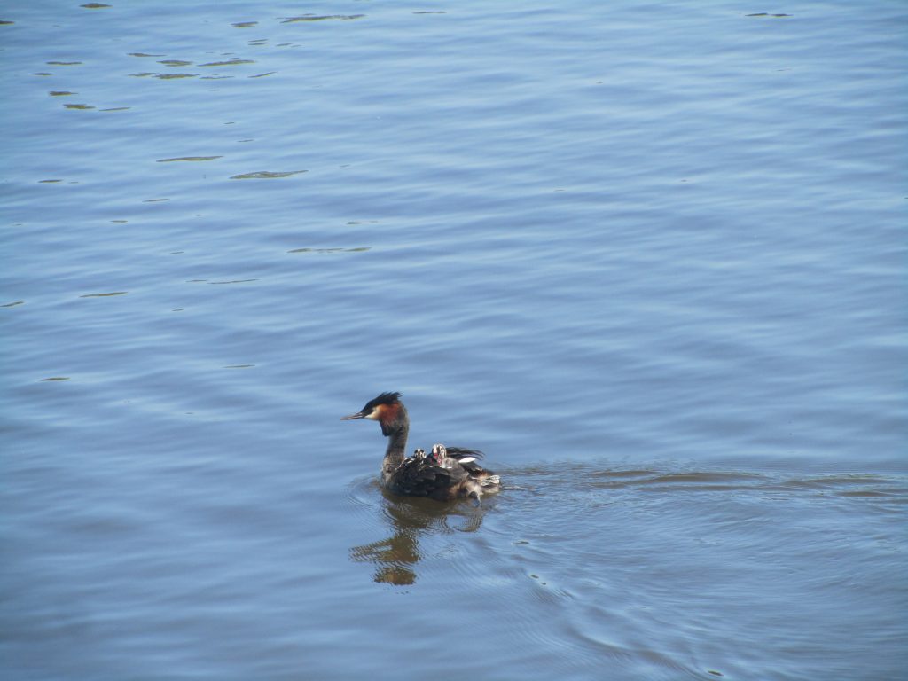 Grebes with babies on their backs