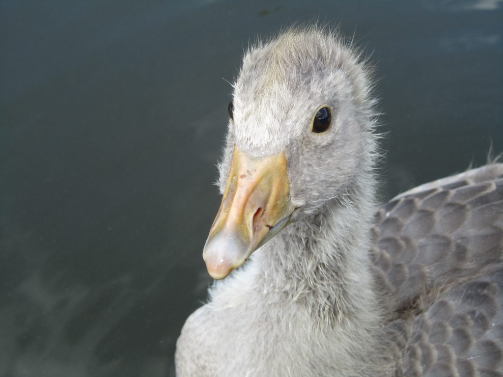 Greylag Goose gosling close up