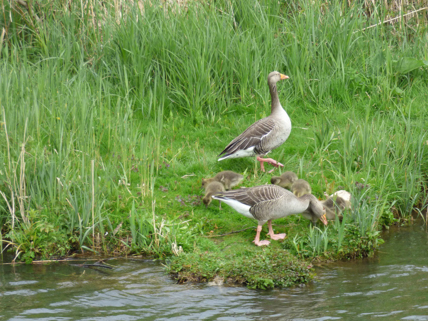 Greylag Goose and Gosling on the Norfolk Broads