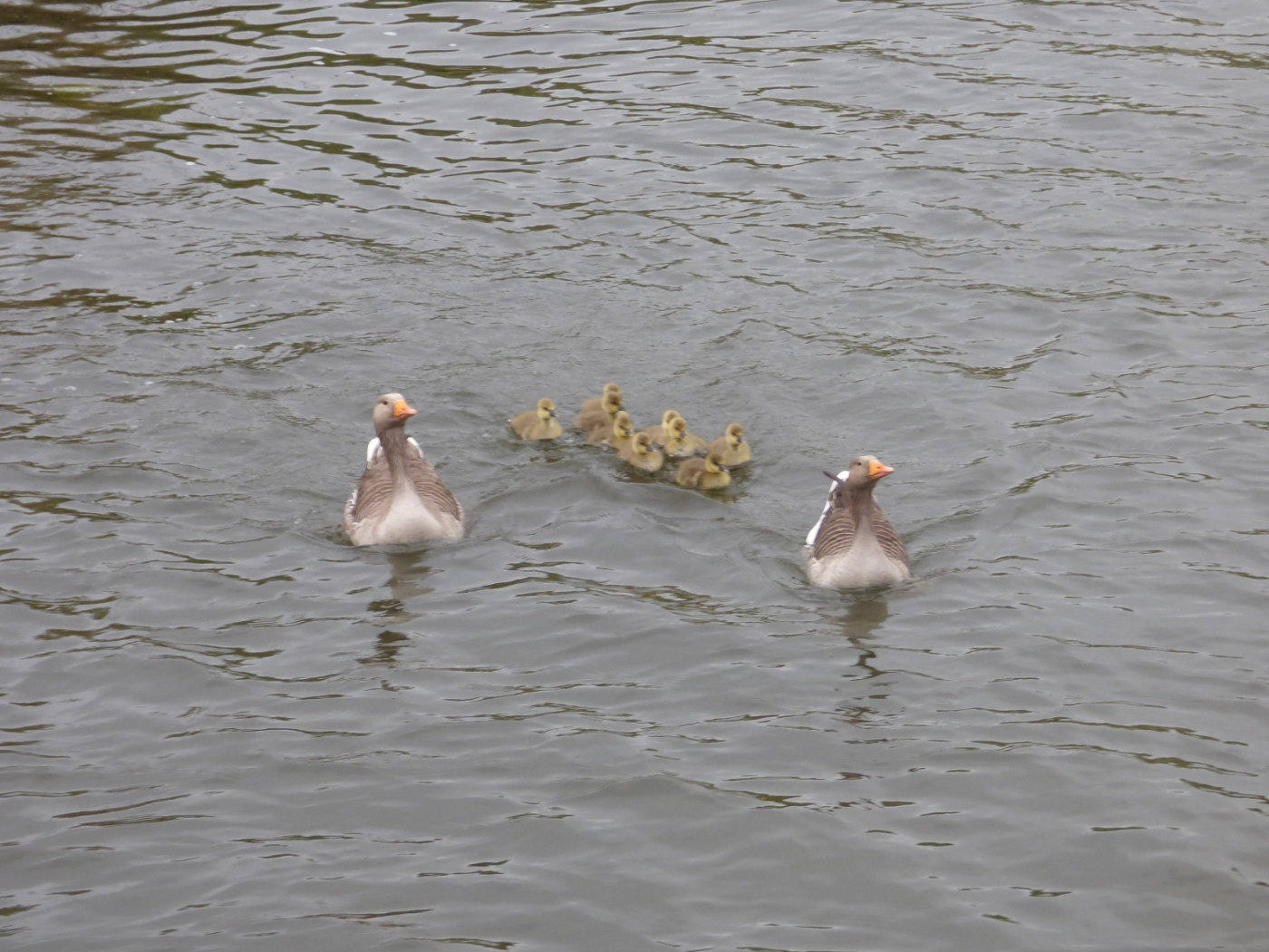 Greylag Geese and Gosling on the Broads