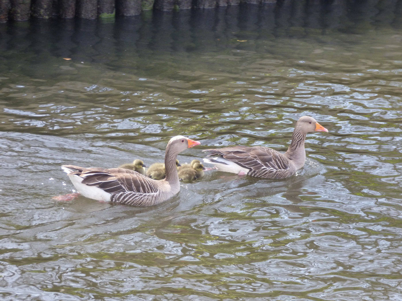 greylag geese with goslings norfolk broads