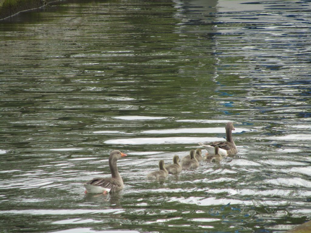 Greylags1