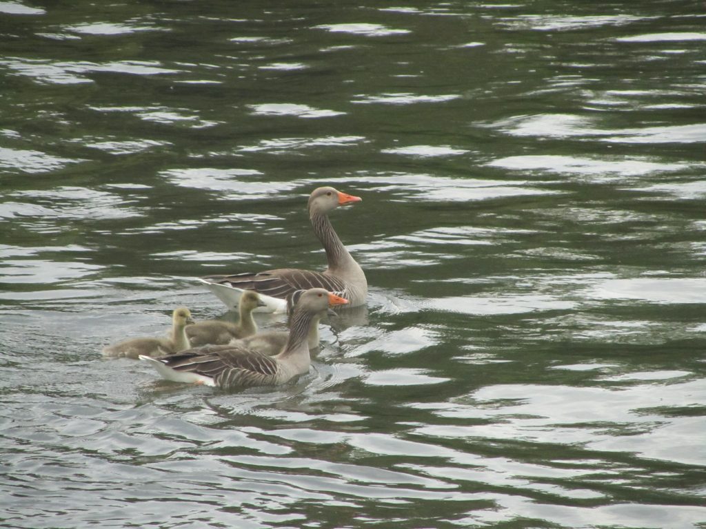 Greylags2