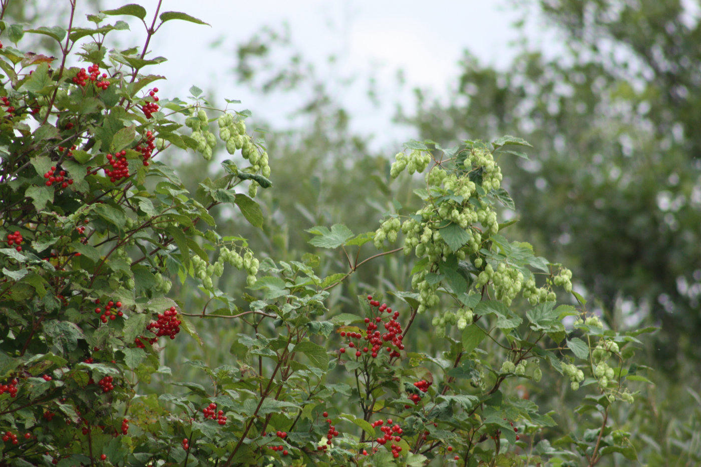 Guelder rose and Hops