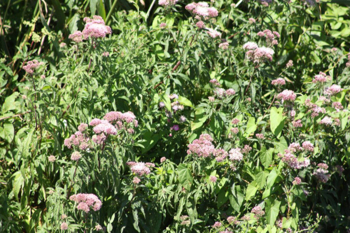 Hemp agrimony