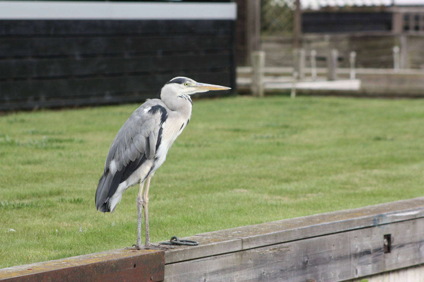 Heron Adult