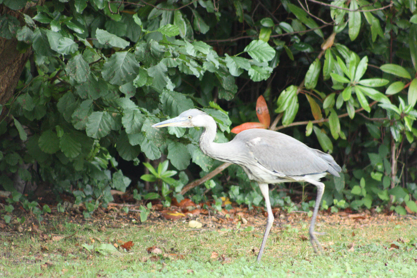 Heron Juvenile