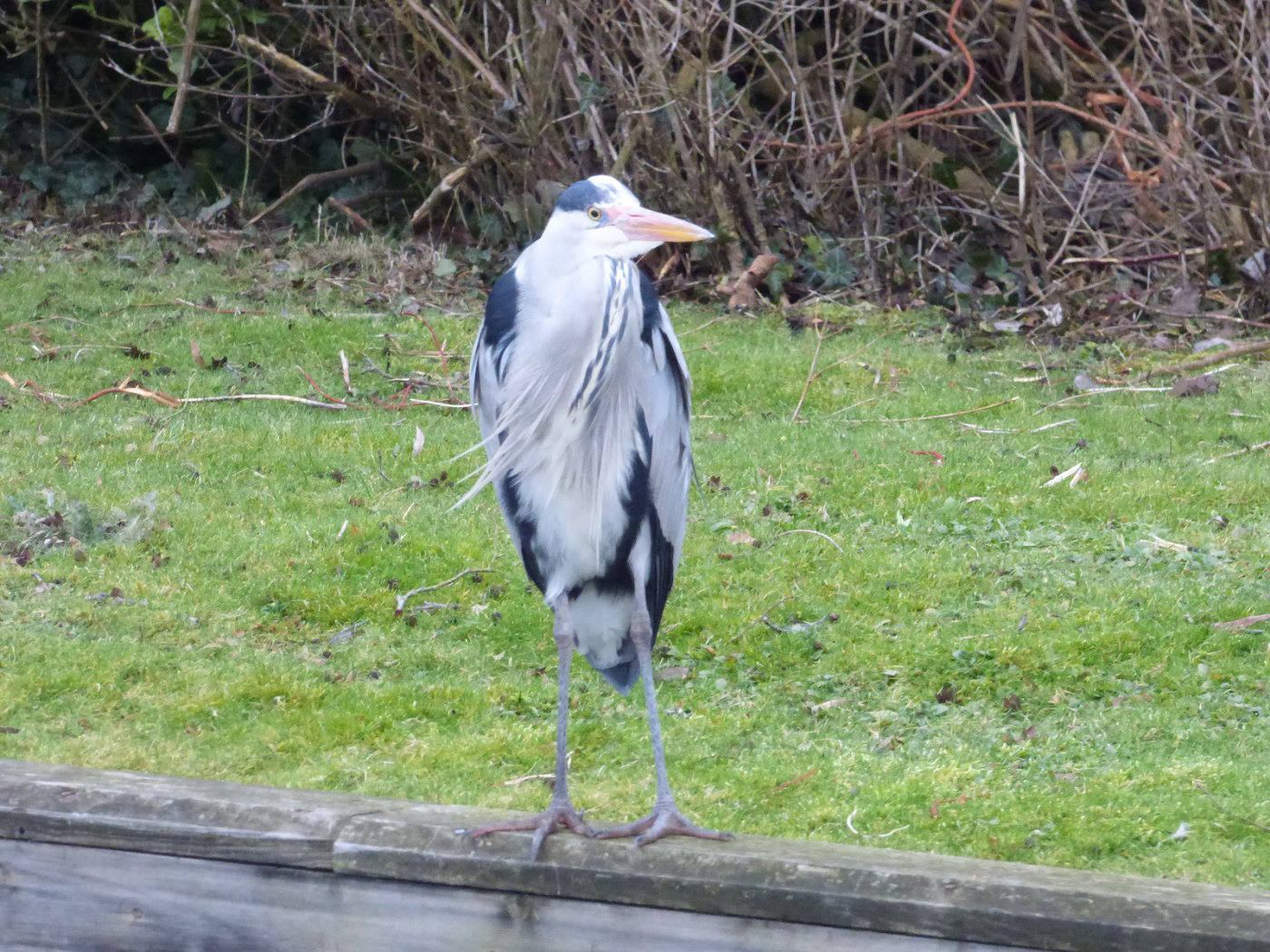 heron by the waterside wroxham