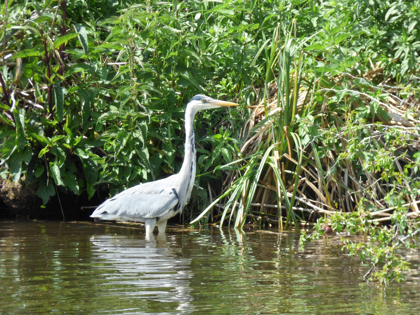 Wading heron on the Norfolk Broads