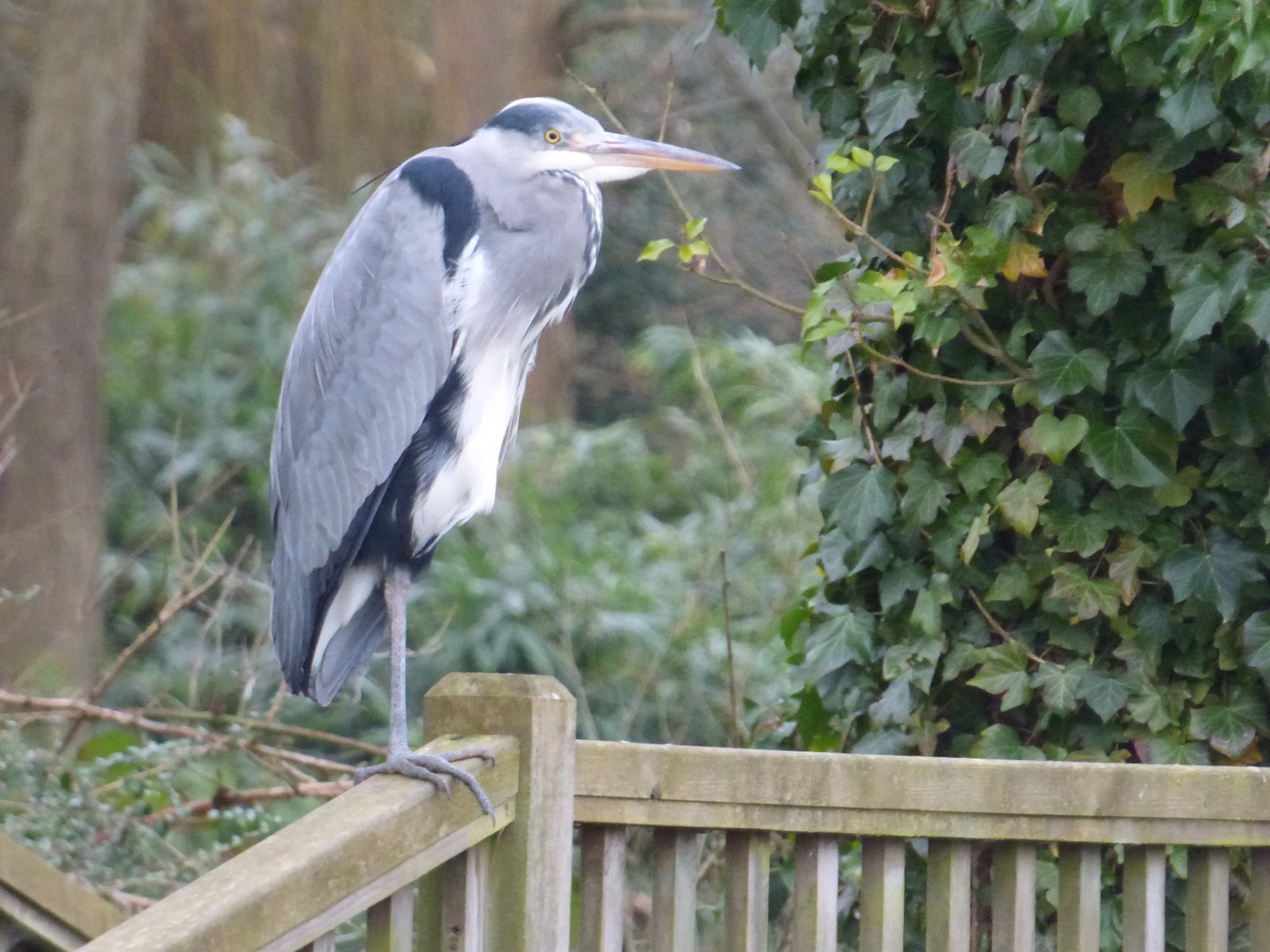 heron standing on a fence wroxham