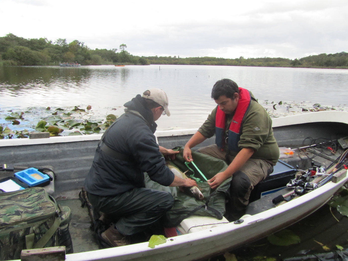 conservationists measuring a pike inside a boat on the water