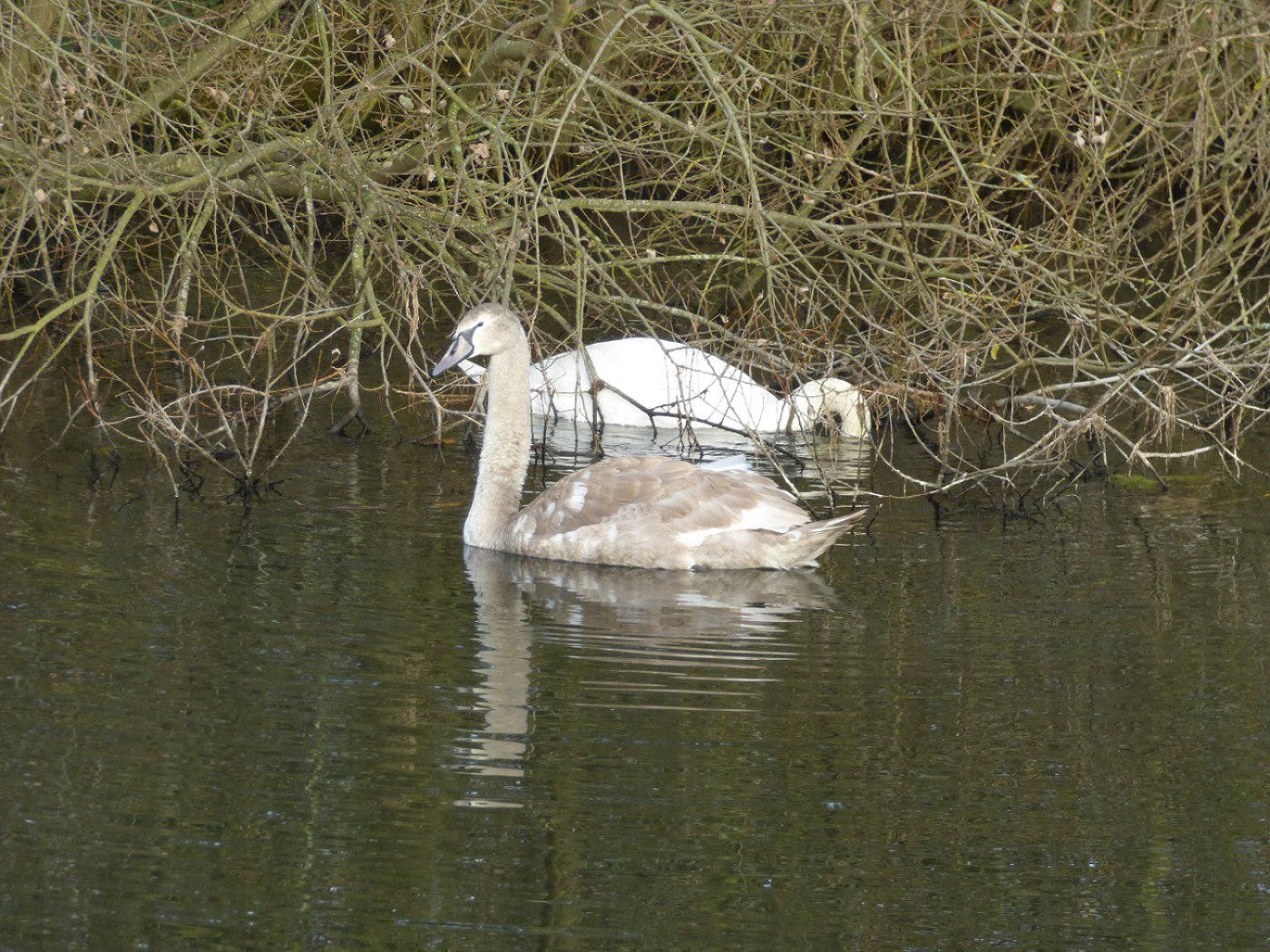 Insert cygnet salhoue little broad