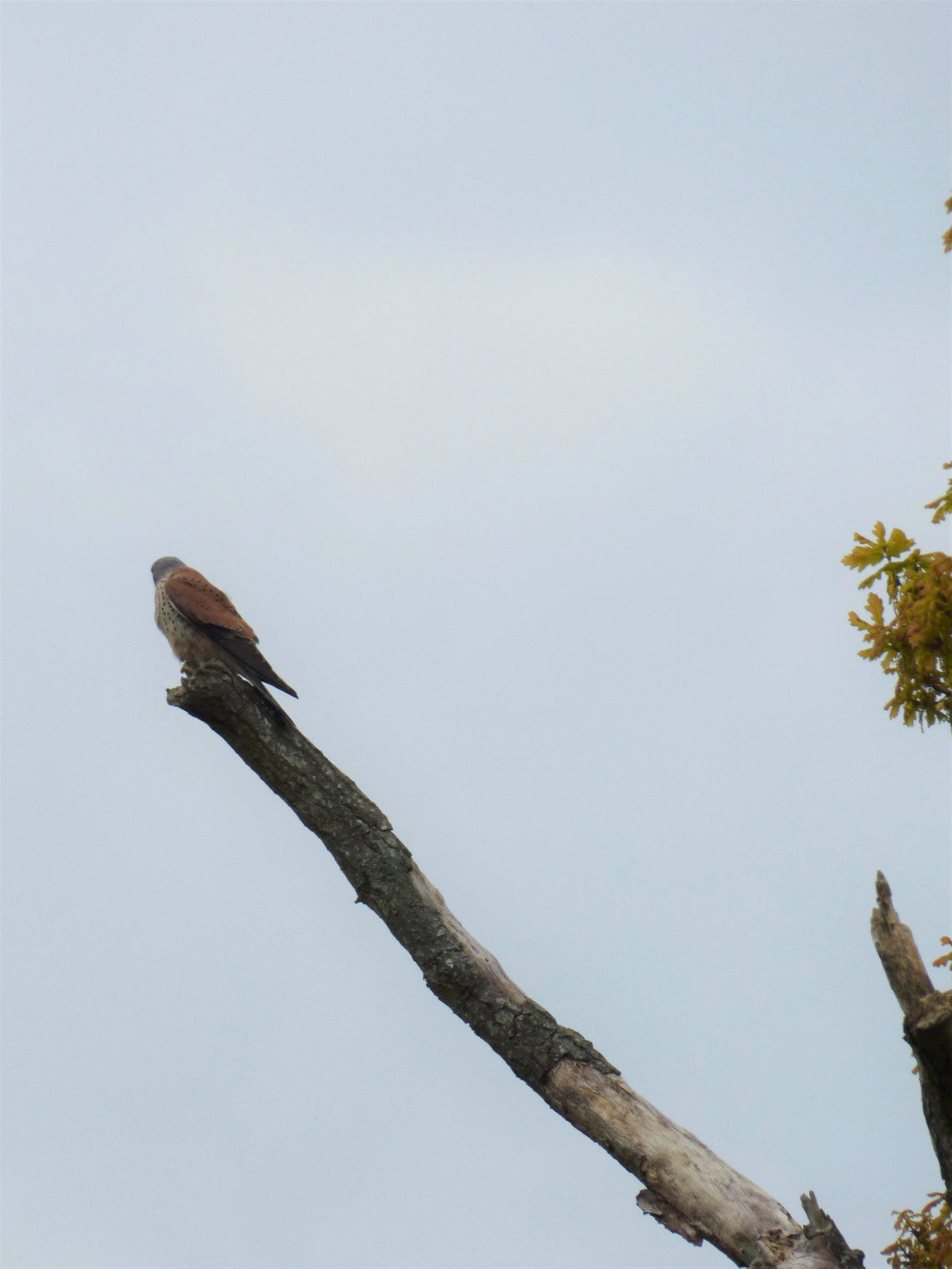 A Kestral on Wroxham Island