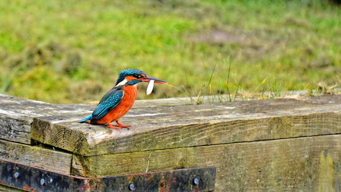 Kingfisher_(c) Gary Howes