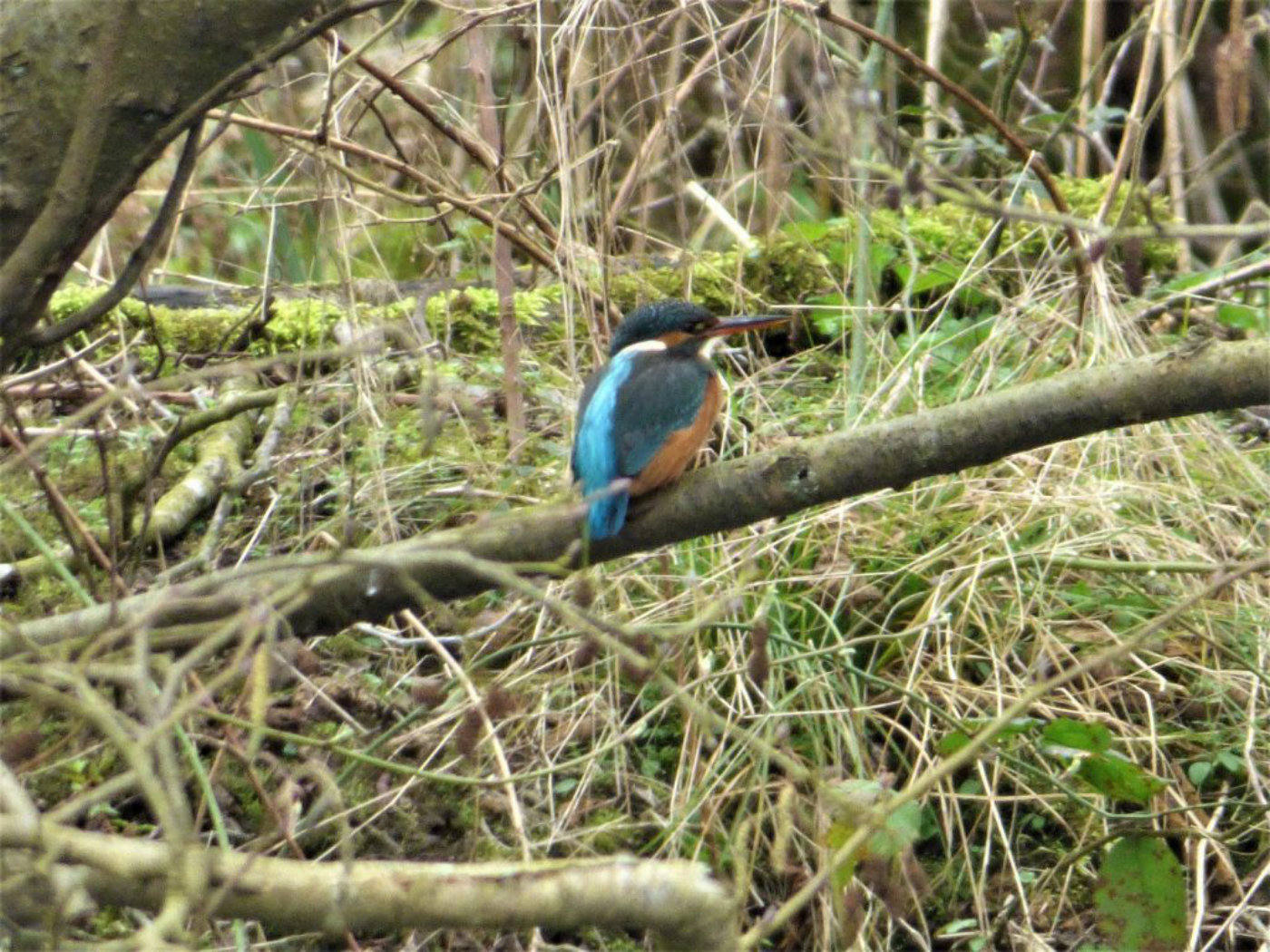 Kingfisher spotted on the Norfolk Broads
