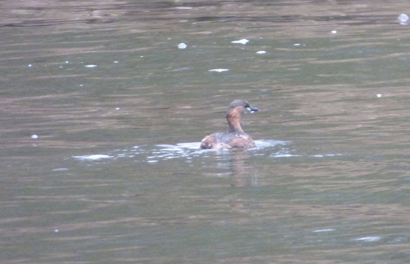 baby grebes norfolk broads