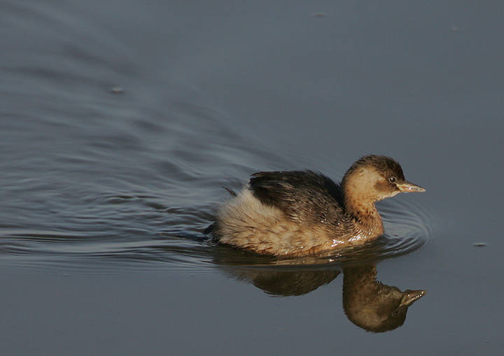 Little grebe