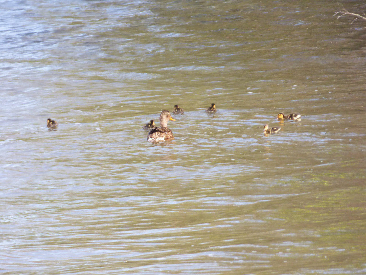 mallard ducks with chicks norfolk broads
