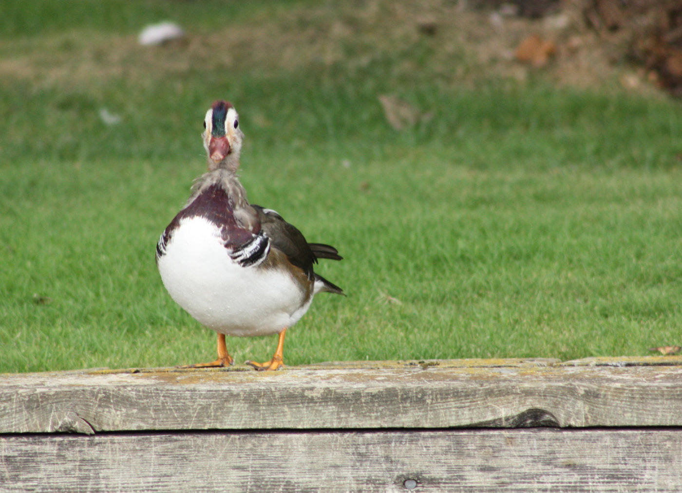 Mid moult Mandarin head on