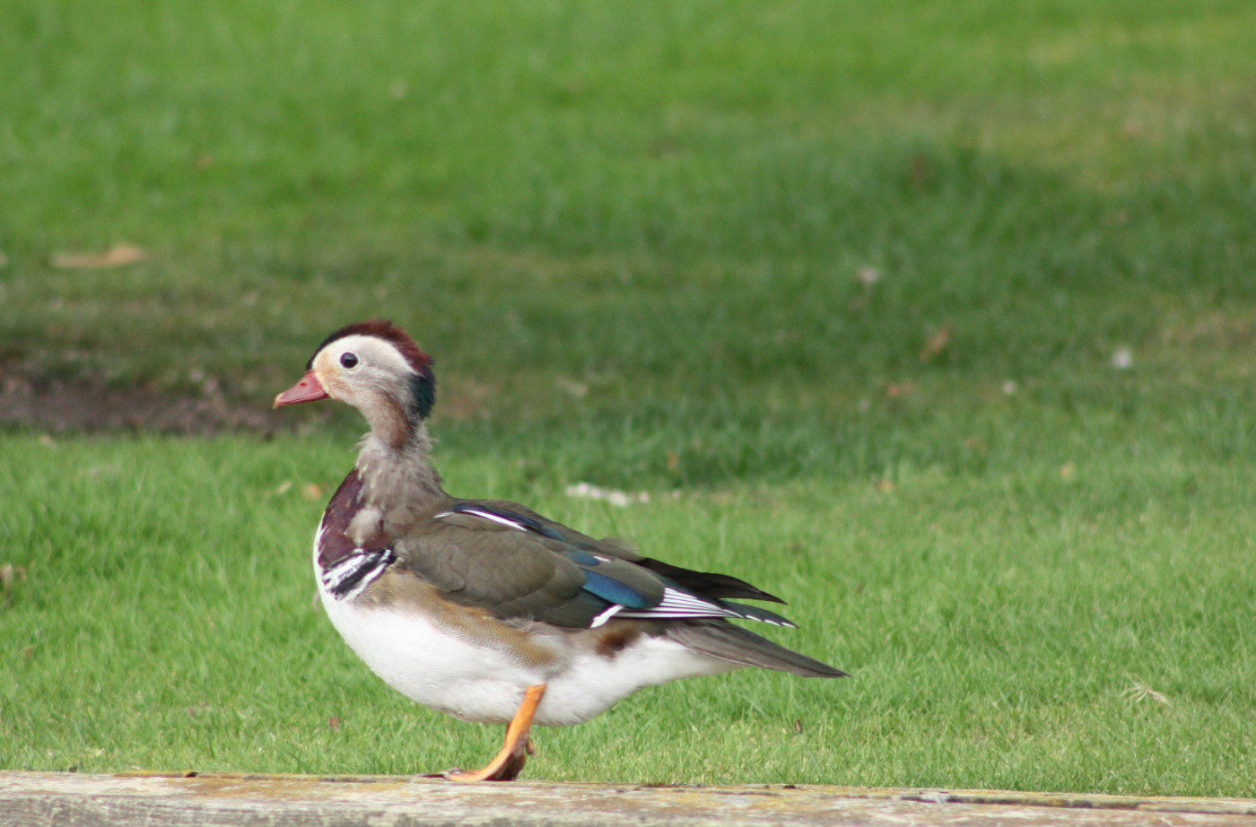 Mid moult Mandarin