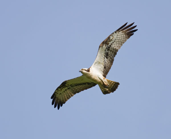 Ospreyusethisone