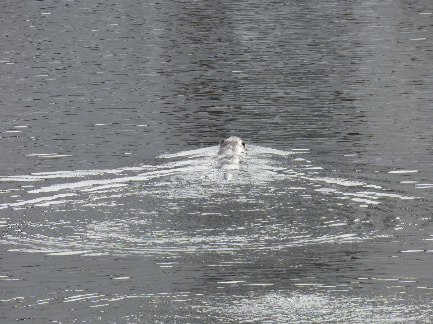 Otter on the Norfolk Broads