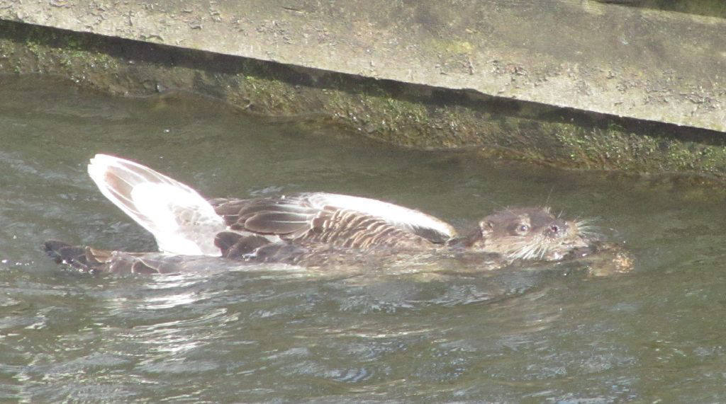 Otter picturecroped