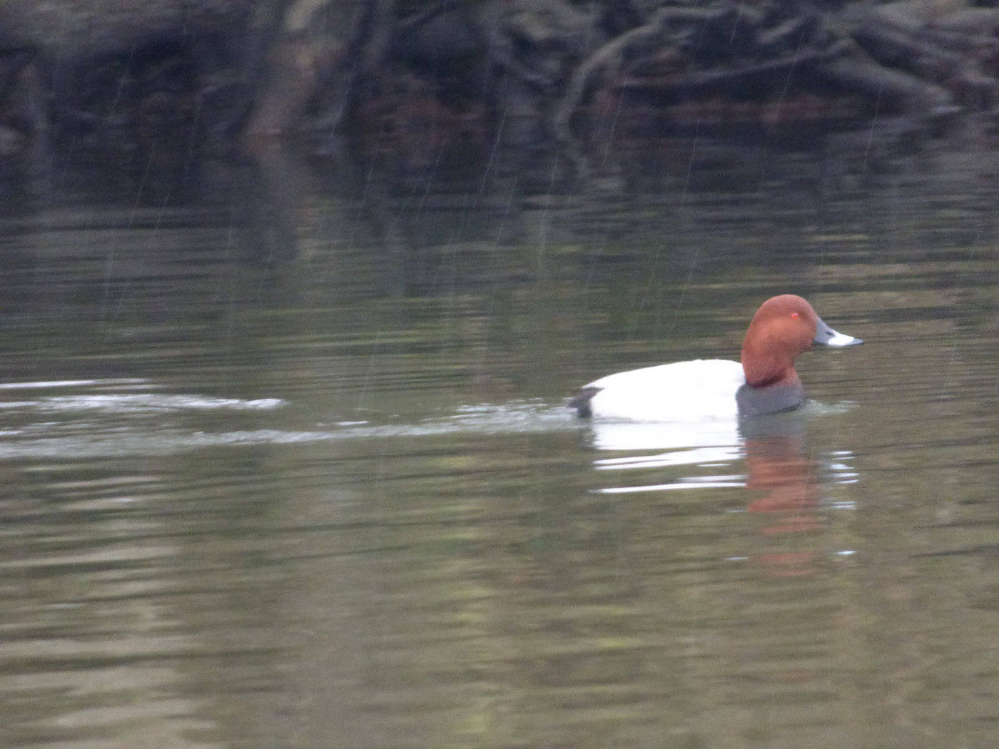 Pochards norfolk broads