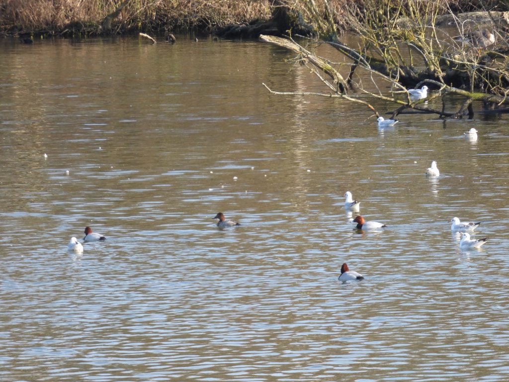 Pochard ducks on Salhouse Broad