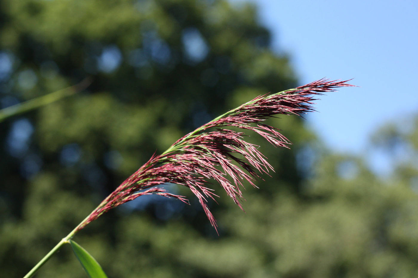 Reed flowers 3 TJR