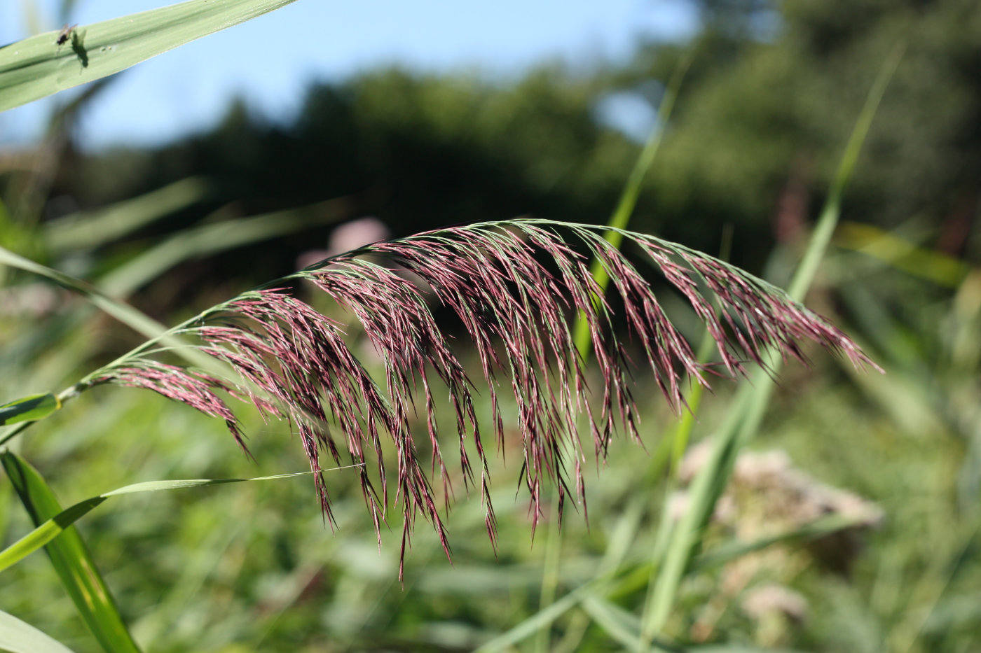 Reed flowers TJR