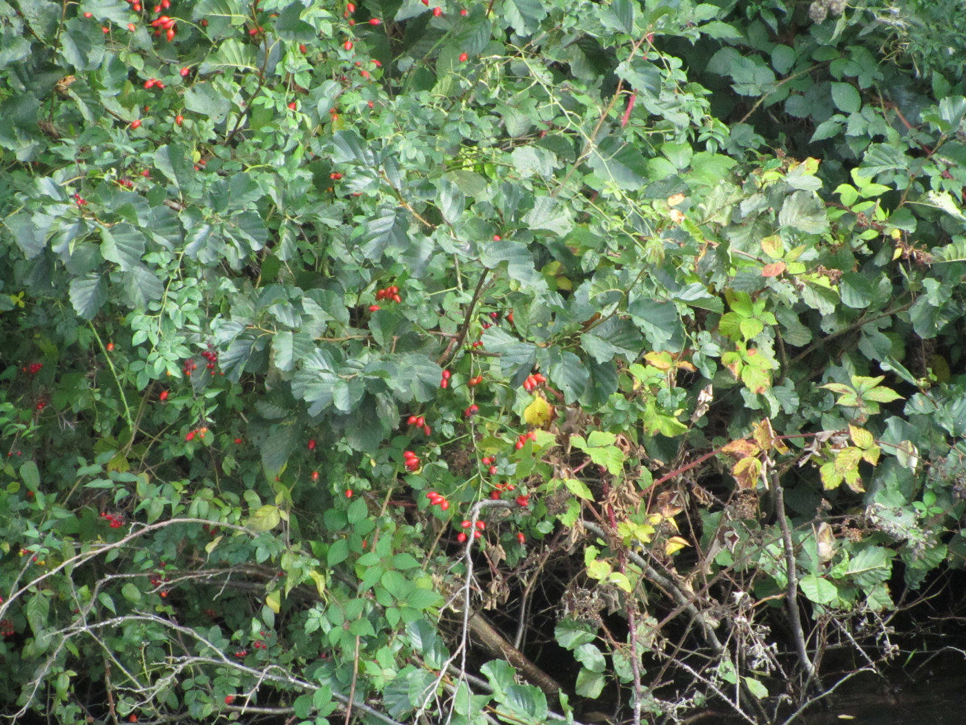 Rosehip on river 2