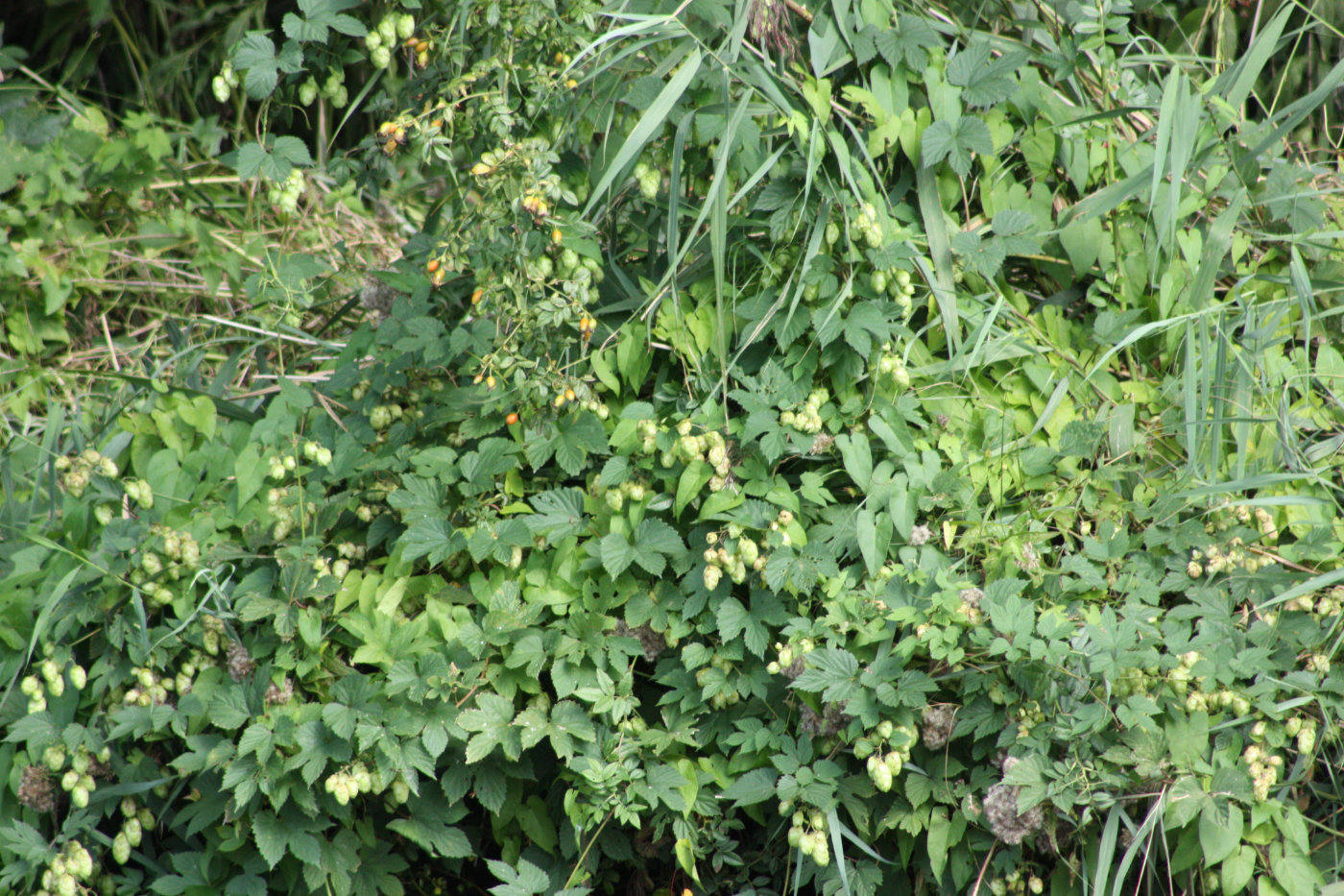 Rosehips and Hops