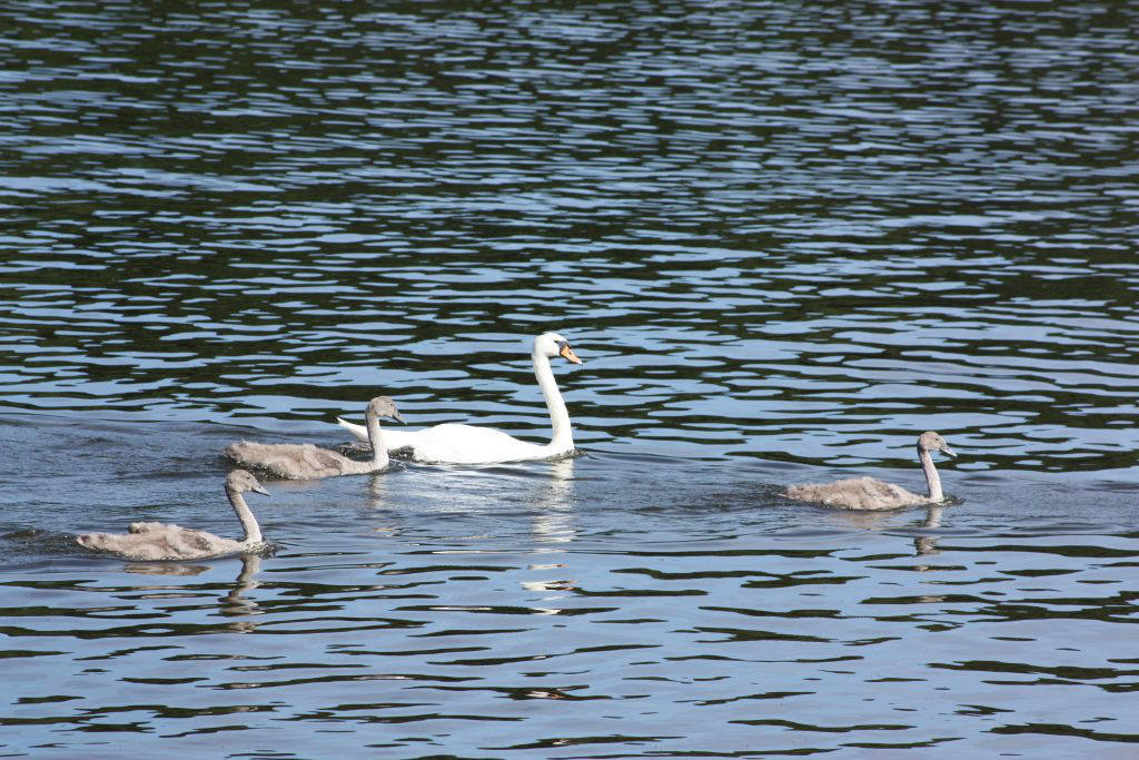 Salhouse Broad swan family