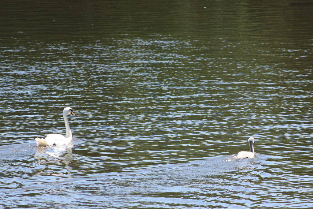 Salhouse Little Broad cygnet doing a runner